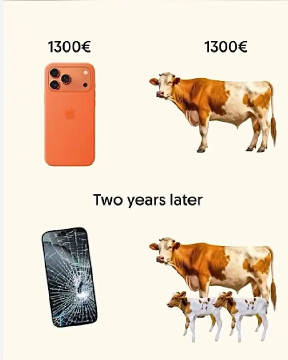 گاو