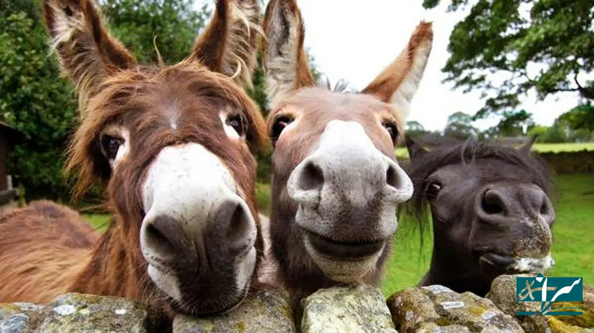 قیمت پالان الاغ هم بالا رفت