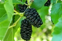 قیمت عجیب میوه محبوب / کیلویی ۵۰۰ هزار تومان!