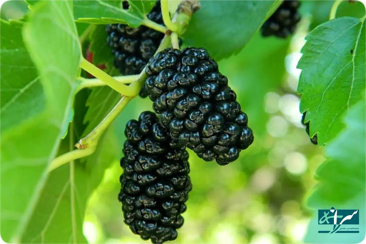 قیمت عجیب میوه محبوب / کیلویی ۵۰۰ هزار تومان!