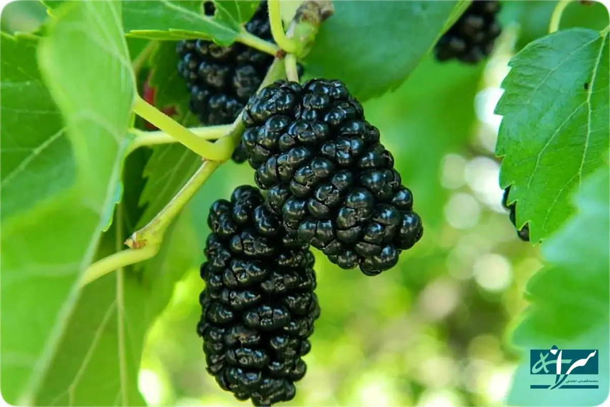 قیمت عجیب میوه محبوب / کیلویی ۵۰۰ هزار تومان!