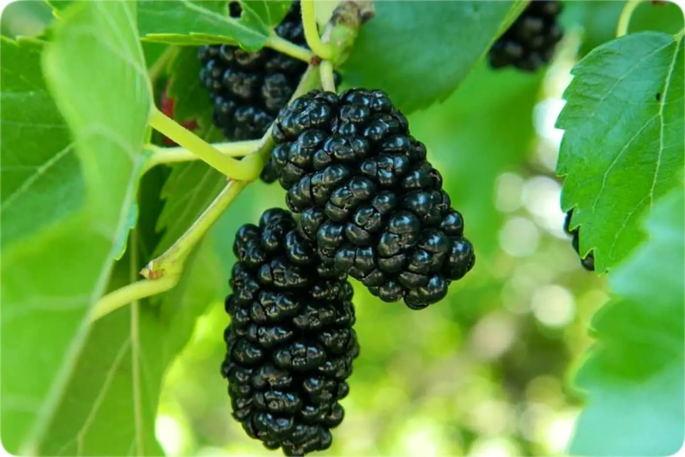 قیمت عجیب میوه محبوب / کیلویی ۵۰۰ هزار تومان!