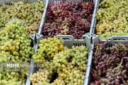 افشاگری جنجالی: ۵ محصول "آب‌بر" صادراتی به زباله دان تاریخ پیوستند!