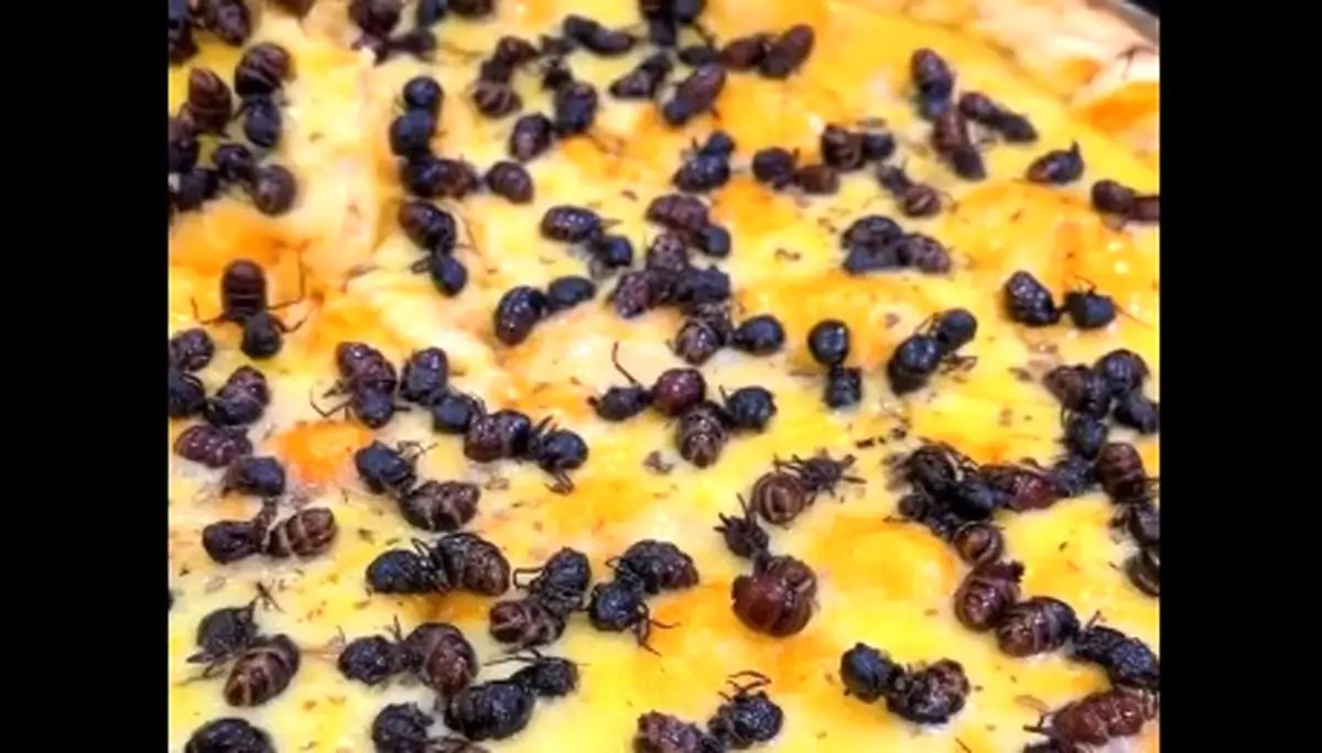 پیتزای مورچه در منوی یک رستوران! 