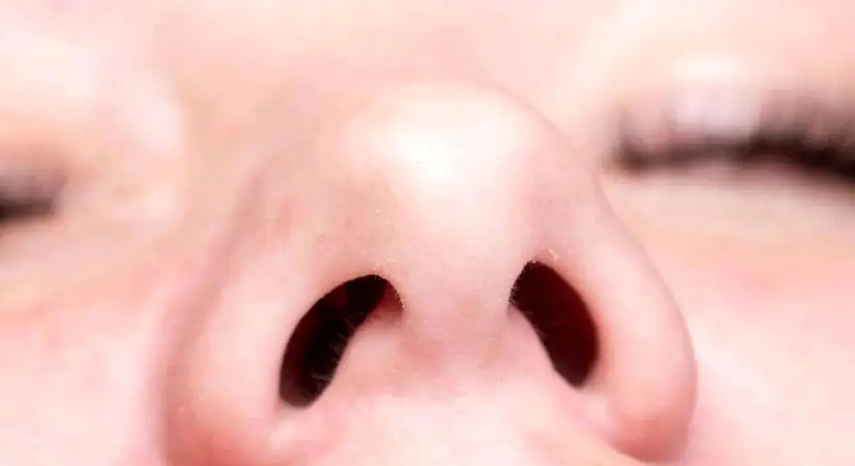 اگر فقط یک سوراخ بینی داشتیم چه می‌شد؟