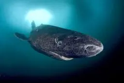 پیرترین موجود زنده جهان + عکس