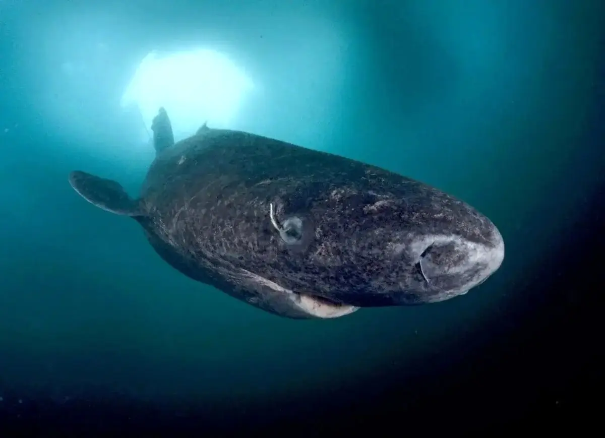 پیرترین موجود زنده جهان + عکس