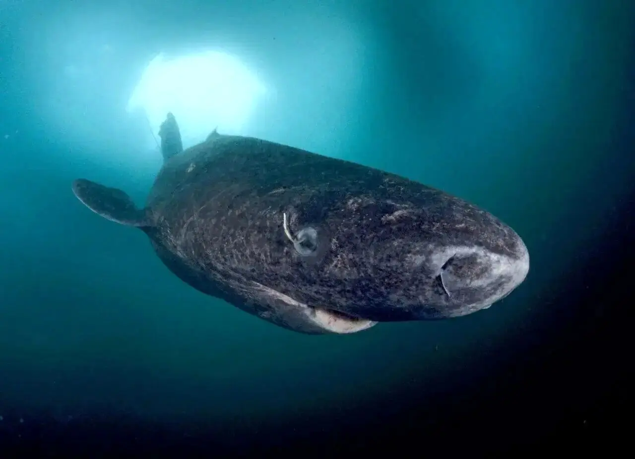 پیرترین موجود زنده جهان + عکس