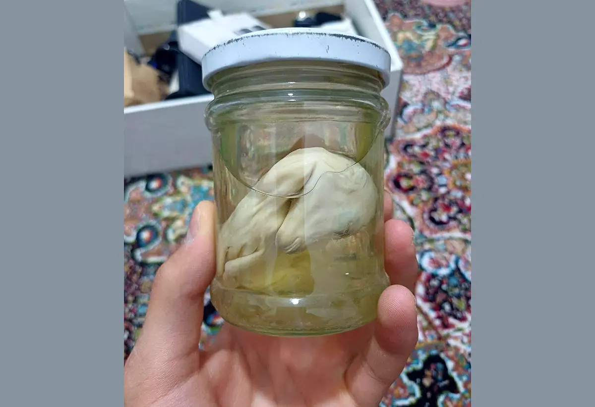 فروش جنین اسب در ایران / قیمت ۴.۵ میلیون ناقابل!