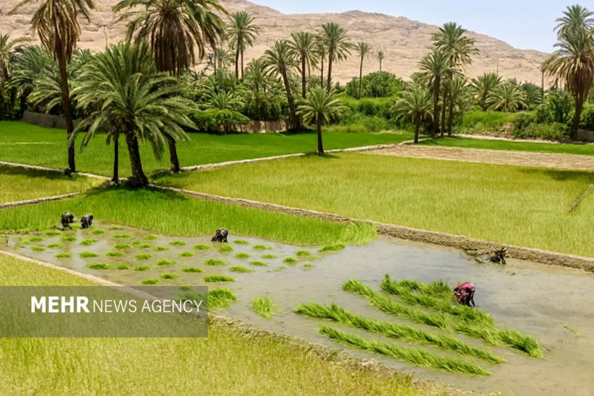 فوری: ساماندهی جنجالی اراضی کشاورزی، ثبت املاک را شتاب می‌دهد؛ زمین‌های شما در خطر؟