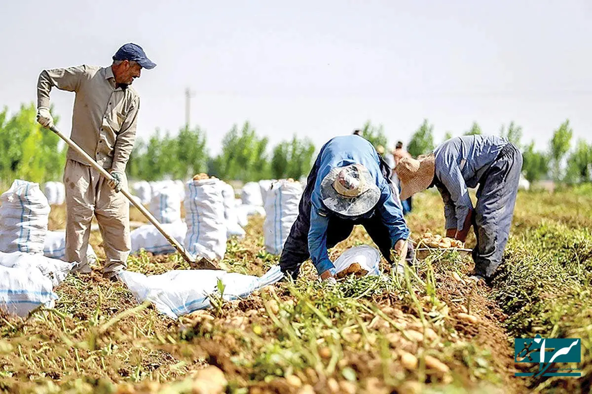ایران از صادرات این محصولات پول پارو کرد