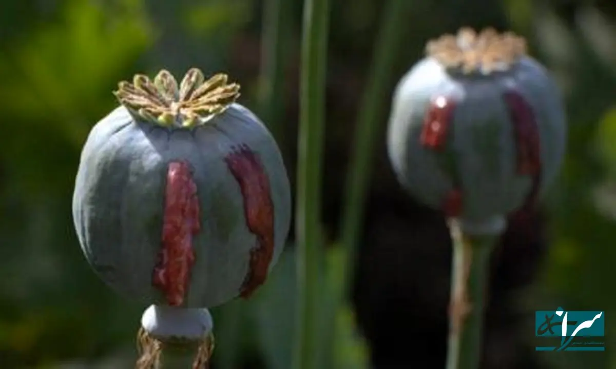 مصریان باستان هم تریاکی بودند؟