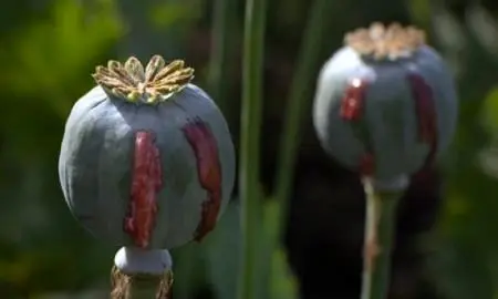 مصریان باستان هم تریاکی بودند؟