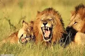 شیرهای گرسنه یک گراز را پاره کردند + فیلم