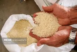 رسوایی آماری: تولید برنج داخلی دروغ است، سفره مردم خالی می‌شود!