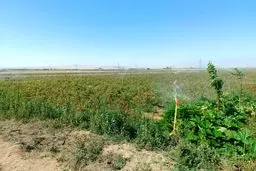 فقط ۴۰ درصد! آیا کشاورزی ایران در بحران آبی غرق می‌شود؟