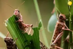 فاجعه در راه است! هجوم ملخ‌های صحرایی از هند به جنوب ایران، زنگ خطر را به صدا درآورد!