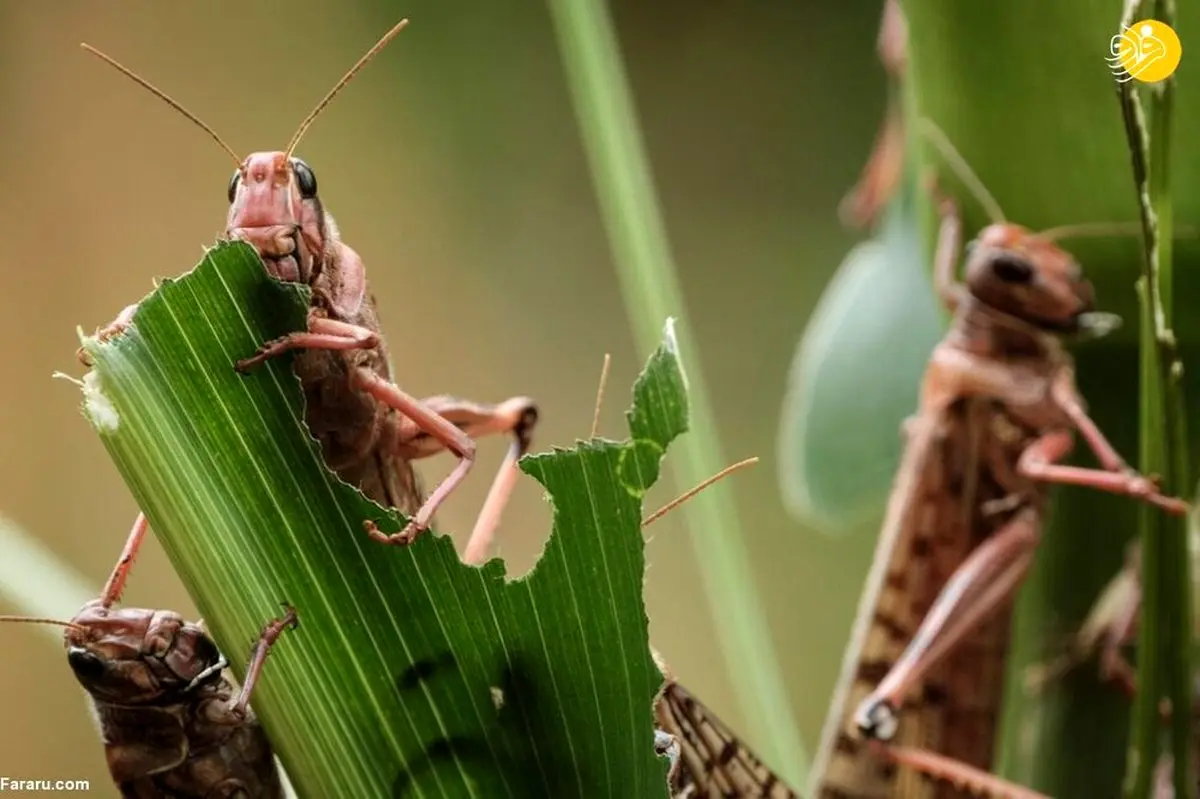 فاجعه در راه است! هجوم ملخ‌های صحرایی از هند به جنوب ایران، زنگ خطر را به صدا درآورد!