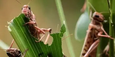 افشاگری: انبه‌های کنیا در راه بازار ایران! دولت اجازه داد!