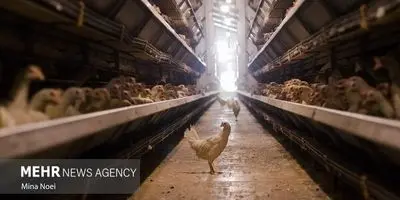 مرغداران گوشتی غوغا کردند: ادعای «مرغ تریاکی» دروغ است!