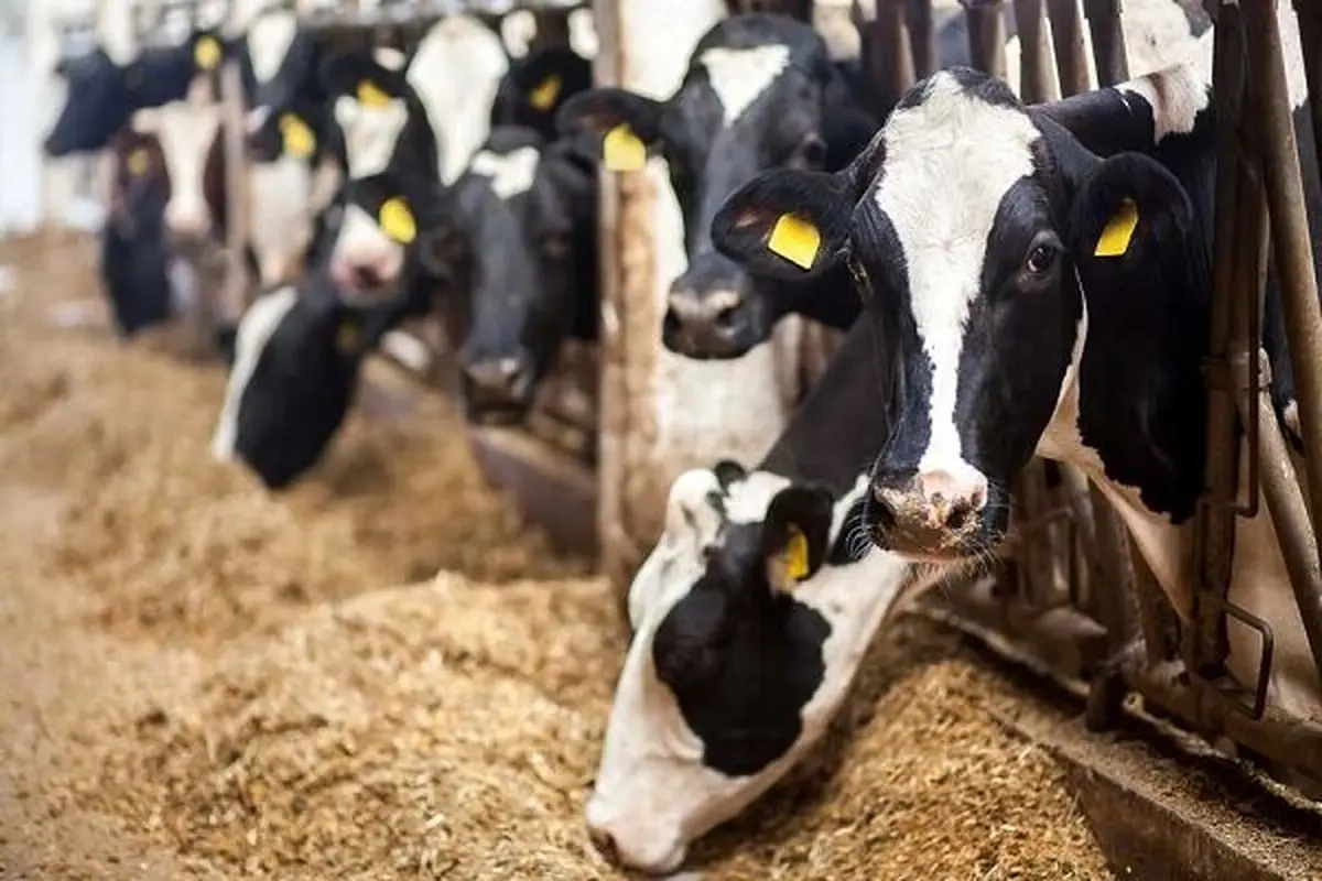 سونامی گرانی در راه سفره مردم! حذف ارز ۲۸۵۰۰ تومان چه بلایی بر سر کالاهای اساسی می‌آورد؟