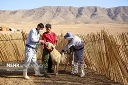 فاجعه در راه است! واکسیناسیون گسترده دام‌ها کلید نابودی یا نجات؟