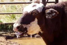 پاتک بزرگ ایران به ویروس خطرناک