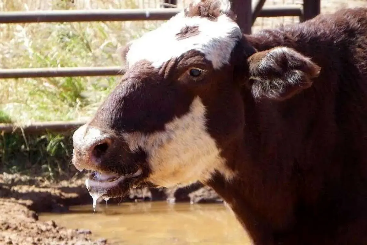 پاتک بزرگ ایران به ویروس خطرناک