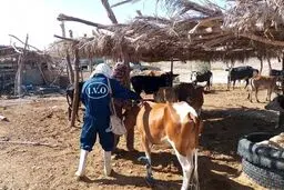 فاجعه در راه است؟ سویه جدید تب برفکی دام‌ها را به کام مرگ می‌کشاند؛ بیش از یک میلیون راس در جنوب شرق واکسینه شدند!