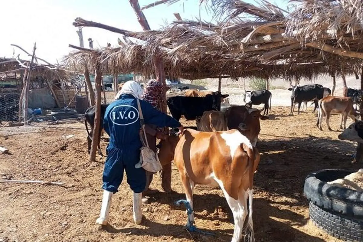 فاجعه در راه است؟ سویه جدید تب برفکی دام‌ها را به کام مرگ می‌کشاند؛ بیش از یک میلیون راس در جنوب شرق واکسینه شدند!