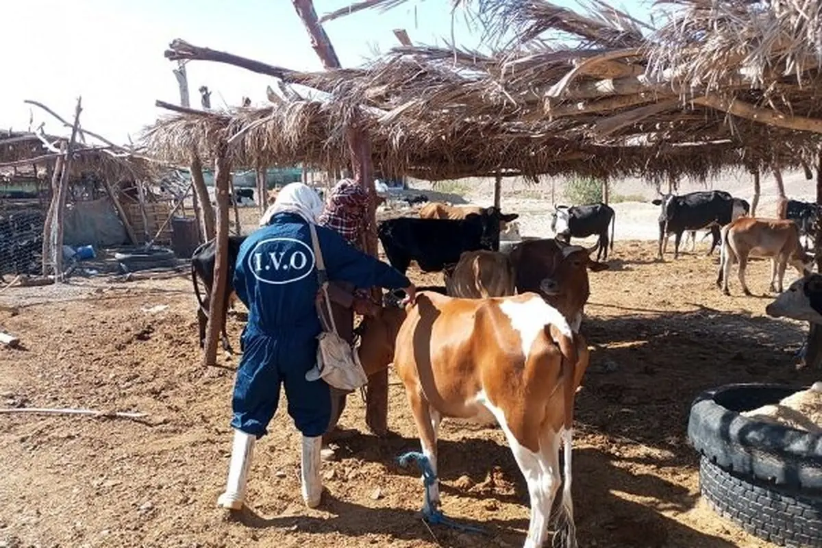 فاجعه در راه است؟ سویه جدید تب برفکی دام‌ها را به کام مرگ می‌کشاند؛ بیش از یک میلیون راس در جنوب شرق واکسینه شدند!