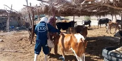 خطر در کمین دام‌ها؛ کانون‌های تب برفکی در ایران نفس راحتی می‌کشند؟