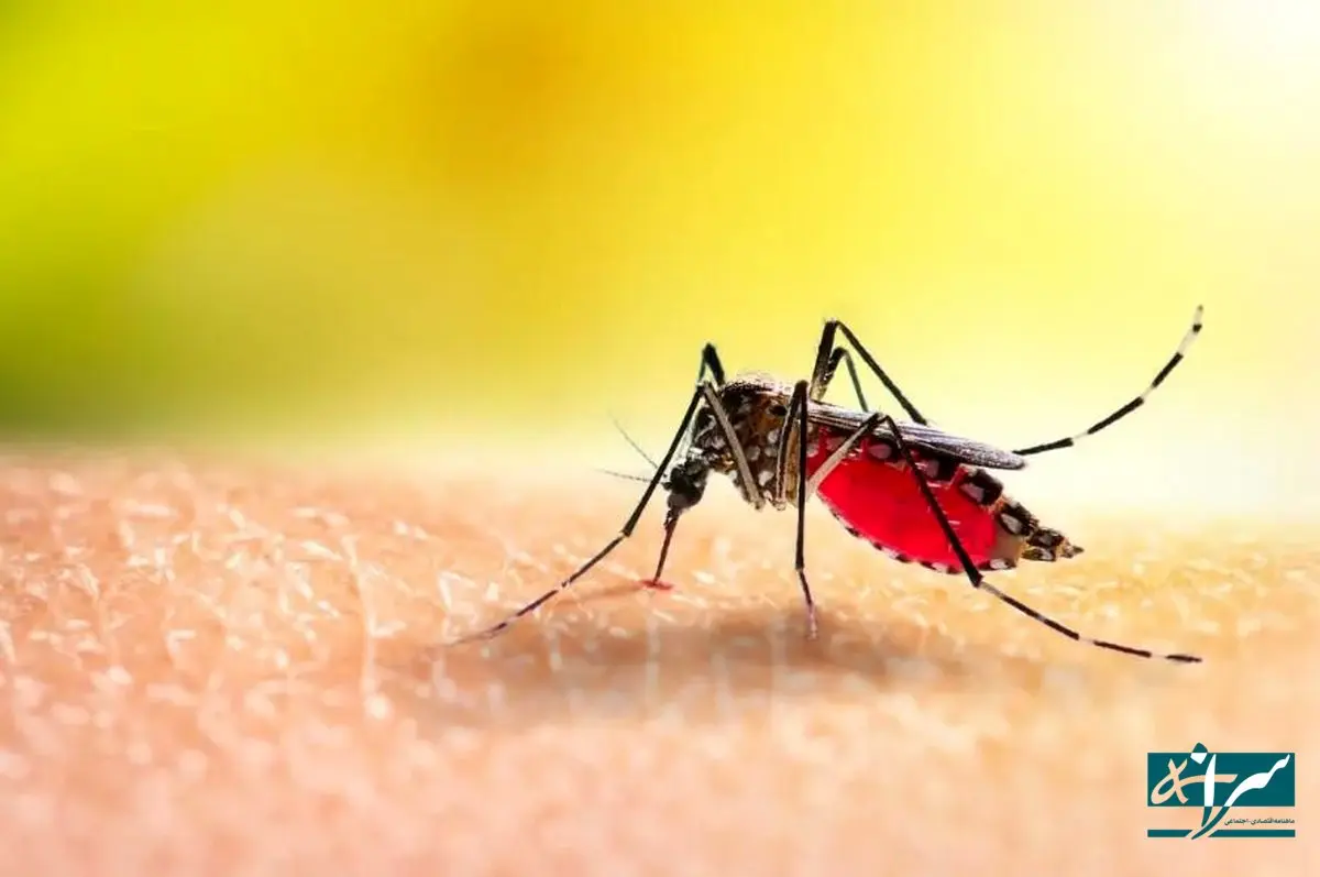 وضعیت جدید تب دنگی در شمال ایران