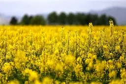 افشای پشت پرده: دانه‌های روغنی از چنگ دولت خارج شد، واردکنندگان غیردولتی در راهند!