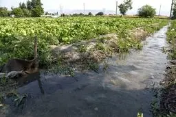 **آمار ۹۰ درصدی مصرف آب کشاورزی دروغ بزرگ؟**