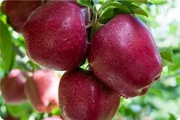 قیمت سیب در آستانه انفجار