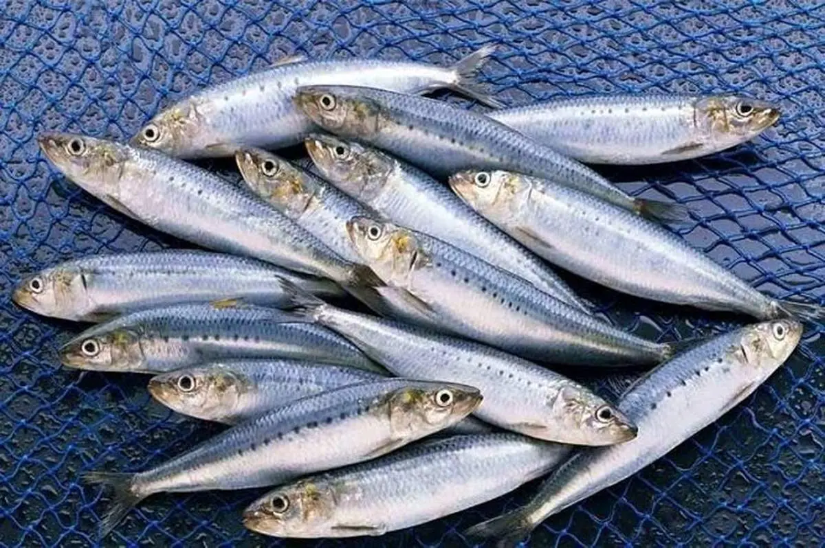 ساردین‌ماهی سوخت شد: خیانت به سفره مردم یا غارت منابع ملی؟