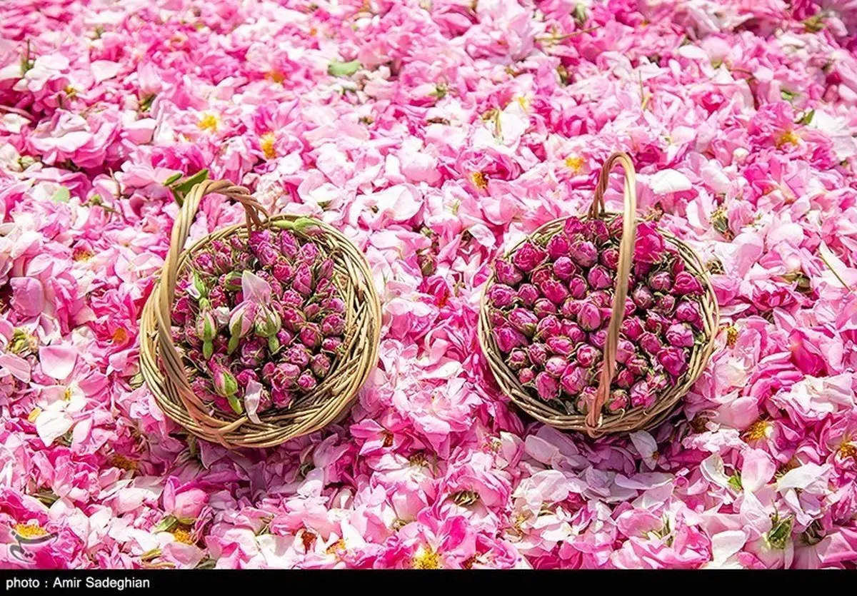 عربستان گل محمدی ایران را دزدید! جهان رسماً به نام سعودی‌ها ثبت شد؟