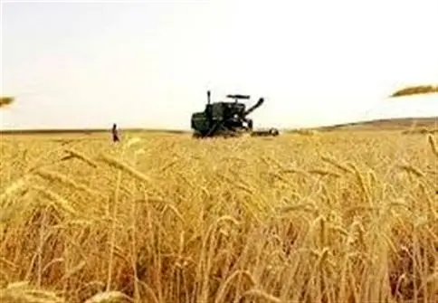 طوفان پوشش بیمه در مزارع گندم: 7 میلیون هکتار در معرض تهدید یا در امان؟