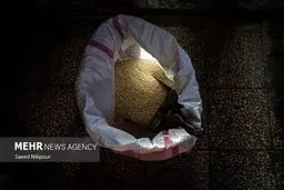 شوکه کننده: ایران غرق در برنج هندی شد! واردات دو برابر شد، سفره‌هایتان را چک کنید!