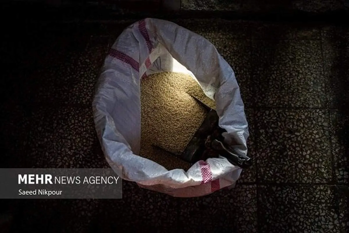 شوکه کننده: ایران غرق در برنج هندی شد! واردات دو برابر شد، سفره‌هایتان را چک کنید!