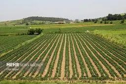 سیستان و بلوچستان زیر کشت بزرگترین مزارع محصولات استراتژیک: ۴۸ هزار هکتار غول کشاورزی ایران!