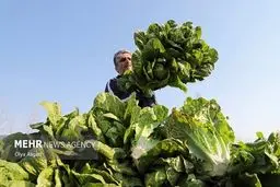 فاجعه کاهوی دزفول: وقتی بی‌تدبیری، لقمه نان مردم را زیر چرخ تراکتور می‌اندازد!