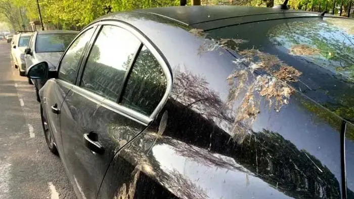 فضولات پرندگان بیشتر روی این خودروها پرتاب می‌شود