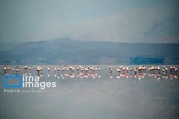 دریاچه خوشگل و صورتی جان گرفت / خبر جذاب برای یک ایران