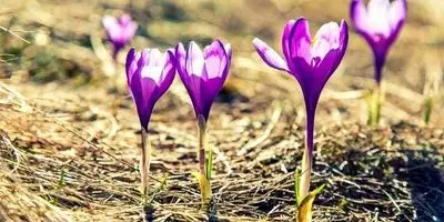 بحران آب: راه نجات چیست؟ زعفران، تریکاله، کینوا؛ غولهای کمآببر وارد میشوند!