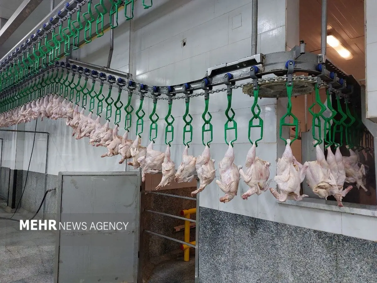 فاجعه مرغ و تخم‌مرغ رمضان و عید؛ فرمان عجیب مسئولان: 'از هر جا می‌خواهید تامین کنید!'