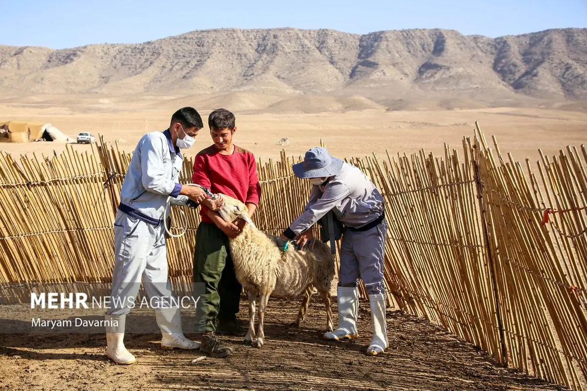 طغیان تب‌برفکی در سمنان: واکسیناسیون دام‌ها ادامه دارد، اما خطر همچنان پابرجاست!