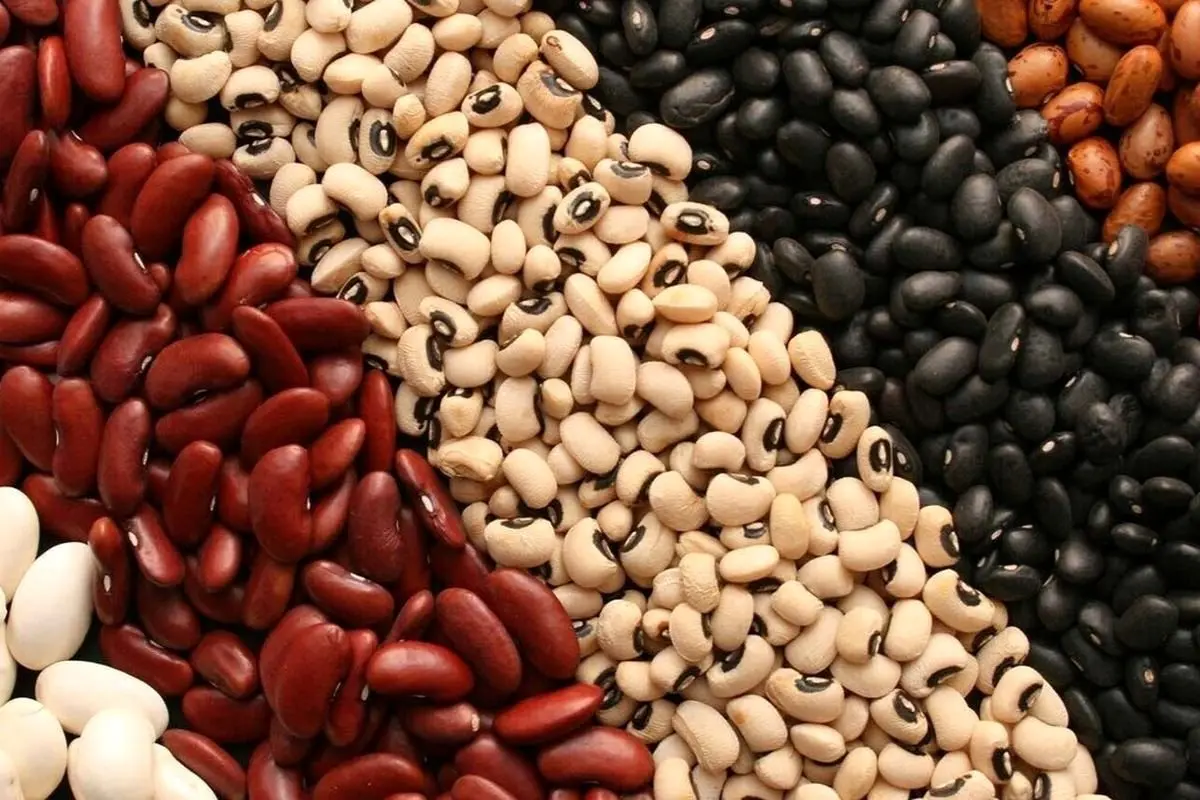 سیل عرضه حبوبات به بازار + زمان شروع