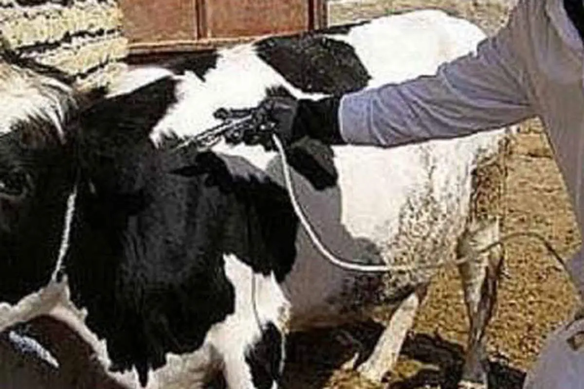 خطر در کمین دام‌ها؛ کانون‌های تب برفکی در ایران نفس راحتی می‌کشند؟